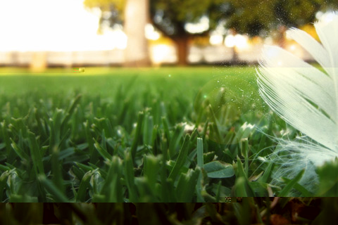 amazing-grass