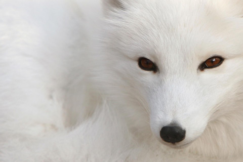 wild-eyes