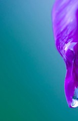 purple-flower-thumb
